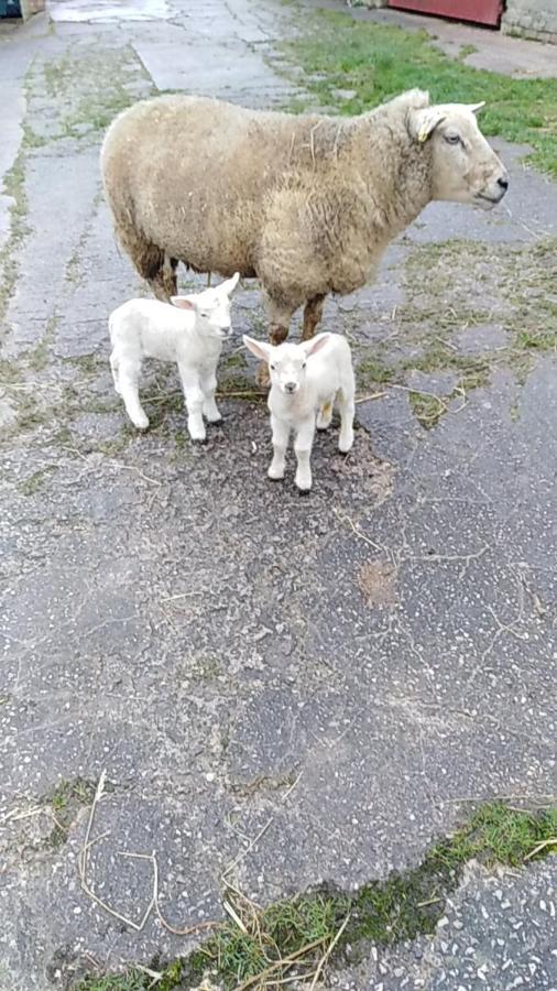 Conwy Pen Cefn Farm Holiday Abergele Buitenkant foto
