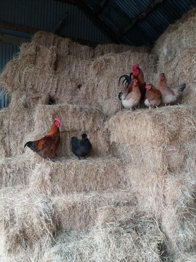 Conwy Pen Cefn Farm Holiday Abergele Buitenkant foto