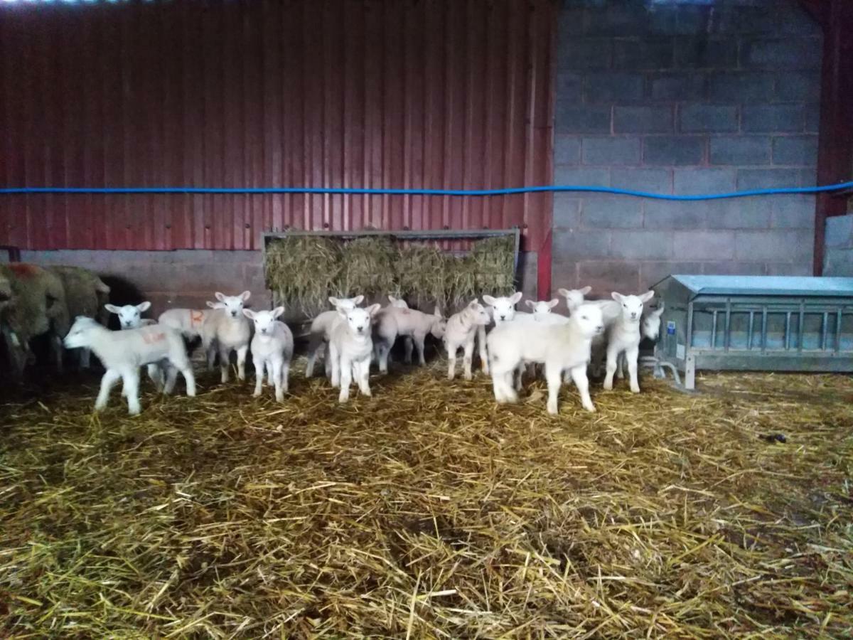 Conwy Pen Cefn Farm Holiday Abergele Buitenkant foto