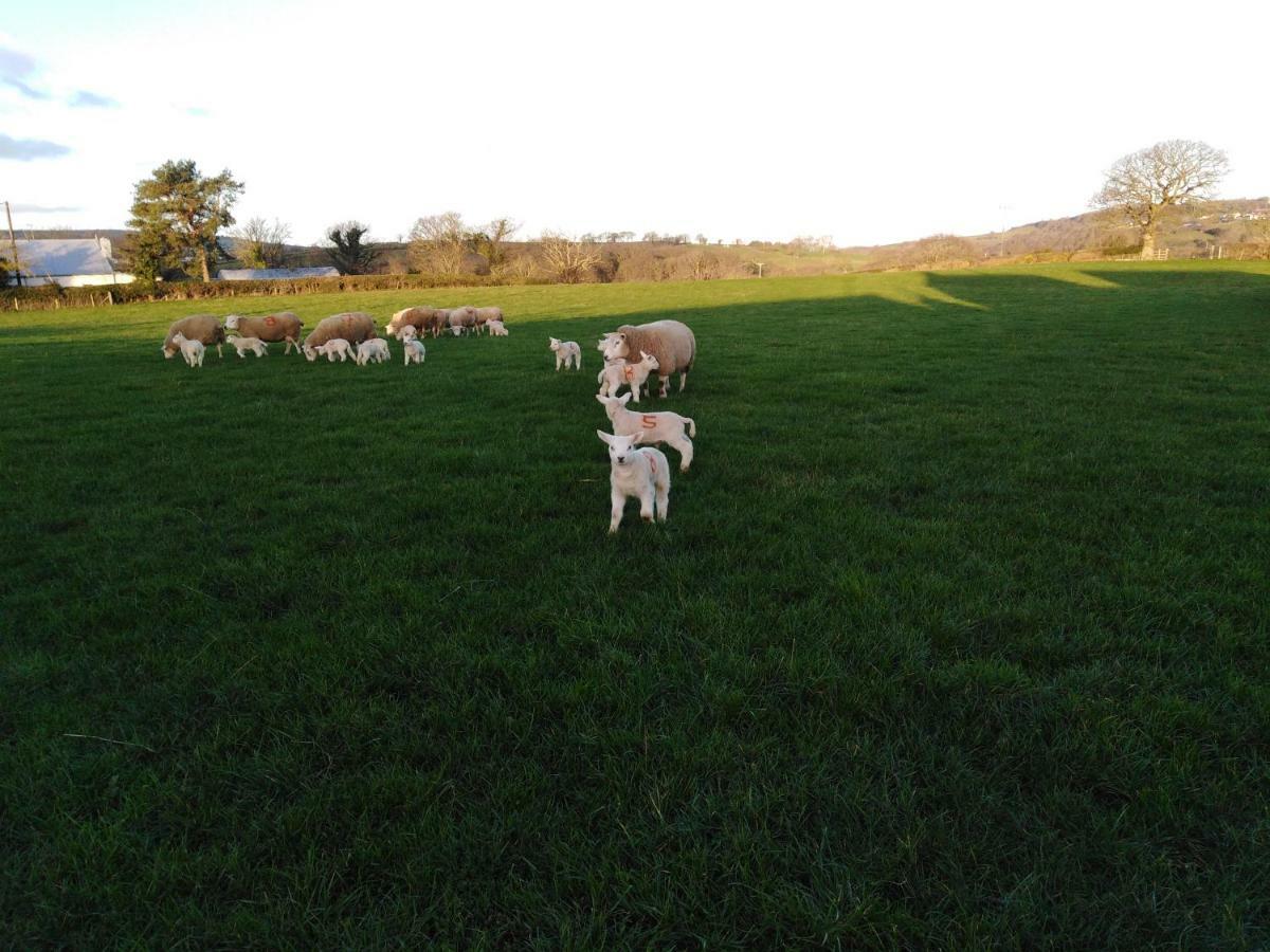 Conwy Pen Cefn Farm Holiday Abergele Buitenkant foto